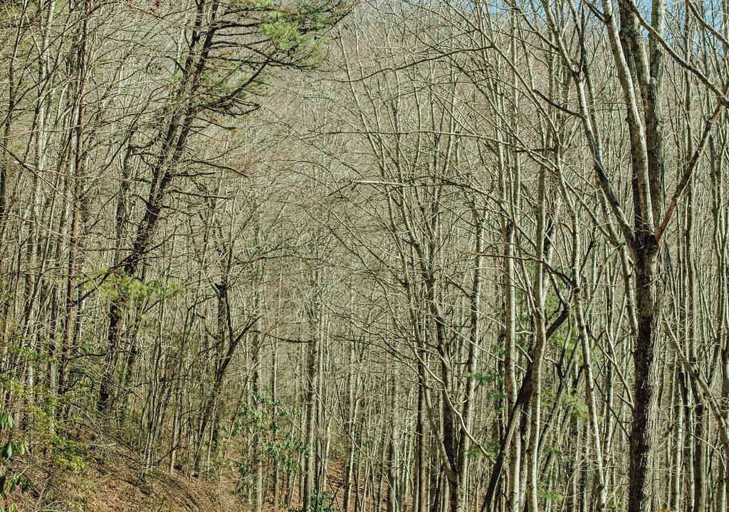 Photo of Others in Black Mountain