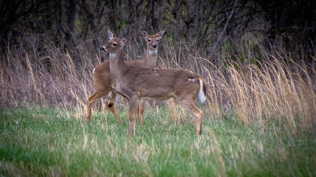 Photo of Outdoor in Moorefield