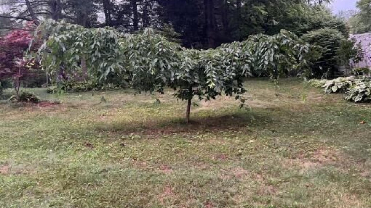 Photo of Others in Hendersonville