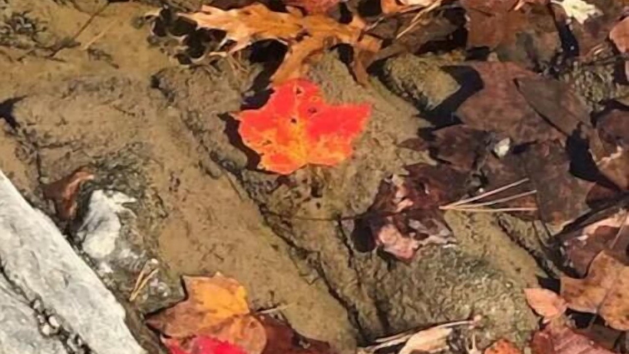 Photo of Others in Berkeley Springs
