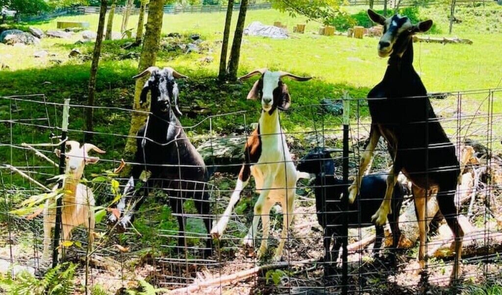 Photo of Others in Green Mountain