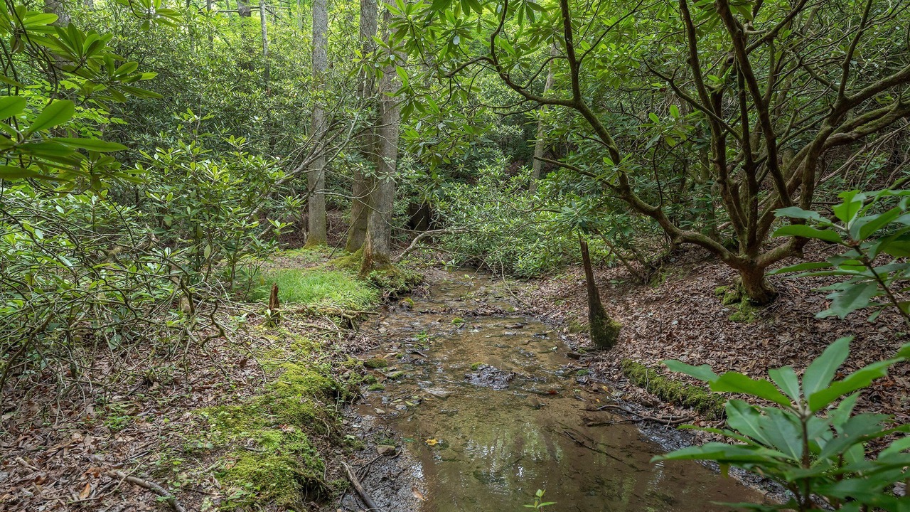 Photo of Others in Black Mountain