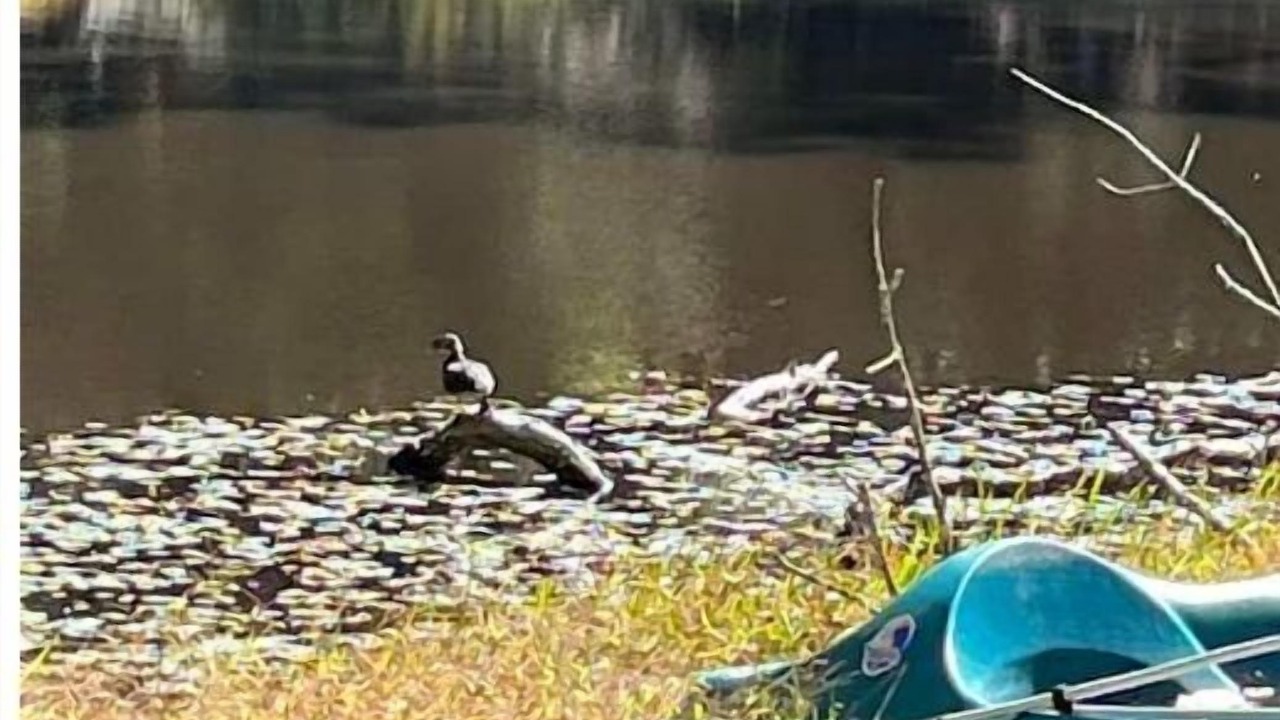 Photo of Others in Green Spring