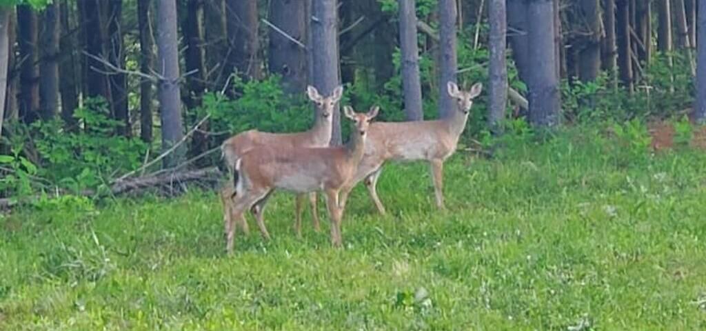 Photo of Others in Bakersville