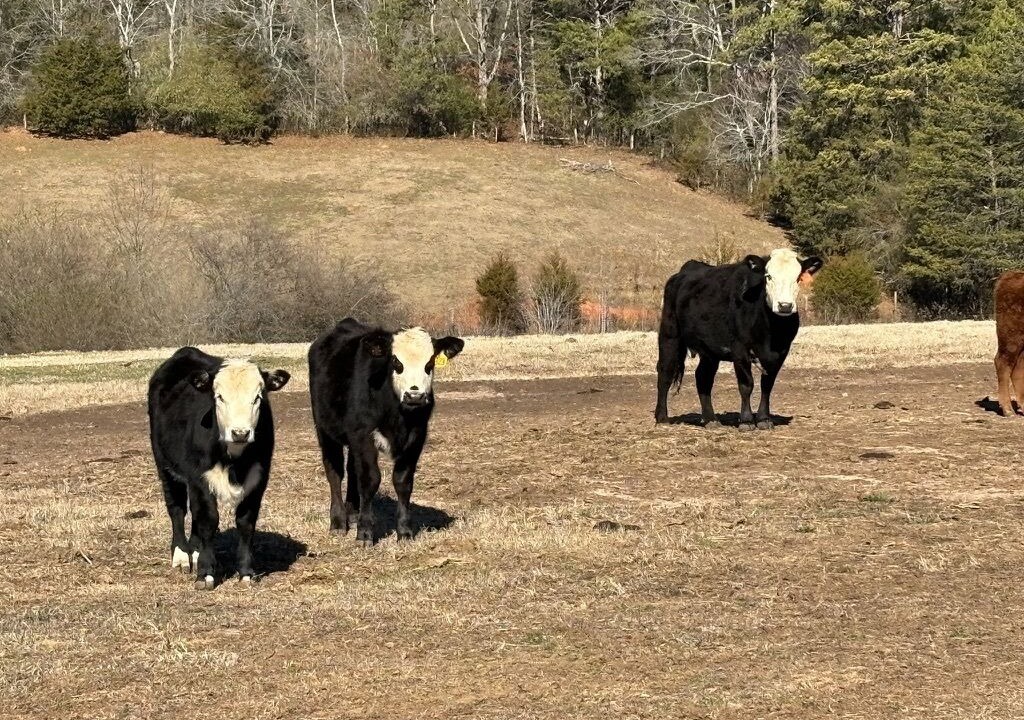 Photo of Others in Tryon