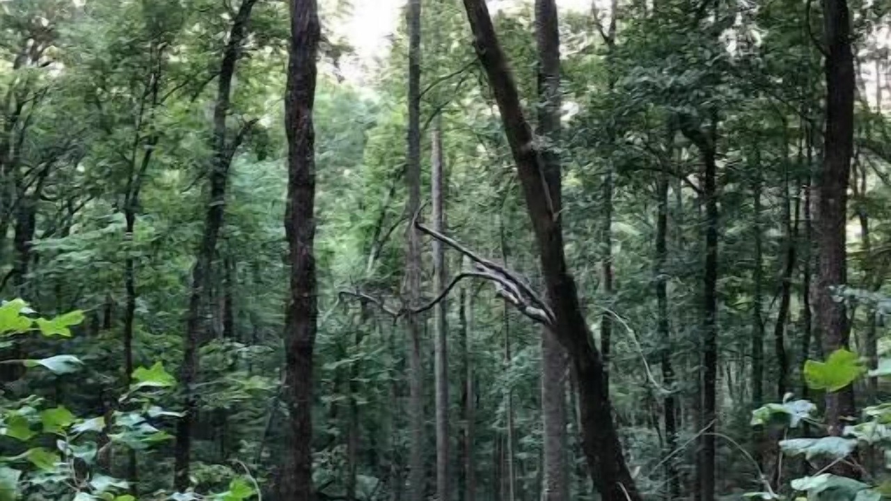 Photo of Others in Swannanoa