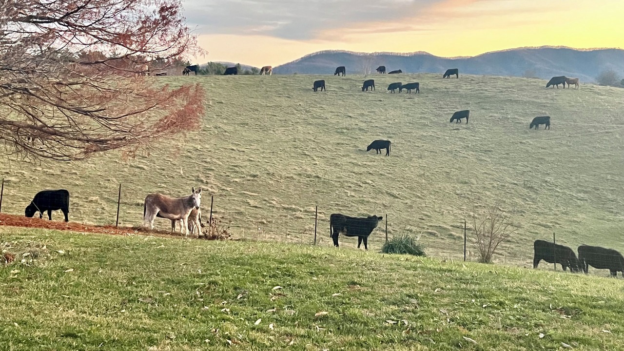 Photo of Others in Mountain City