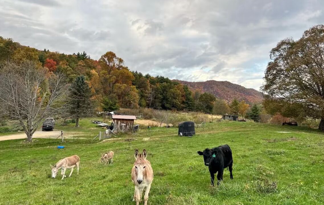 Photo of Others in Mountain City