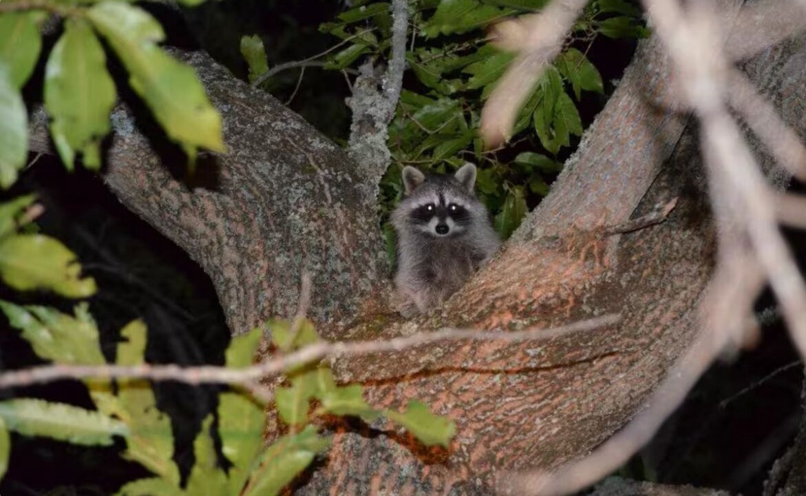 Photo of Others in Mountain City