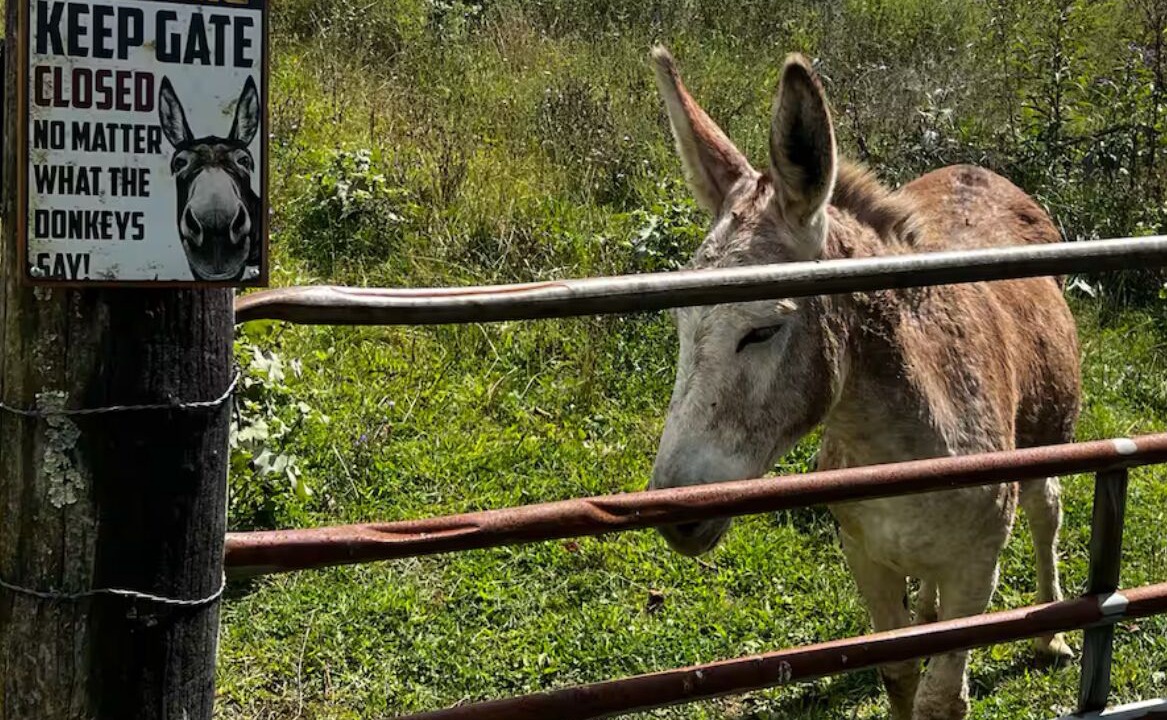 Photo of Others in Mountain City