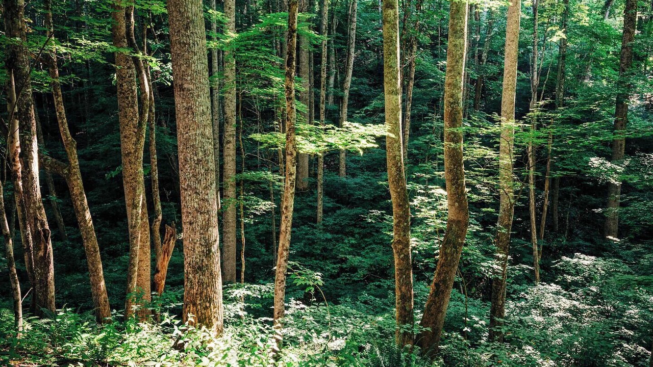 Photo of Others in Roan Mountain