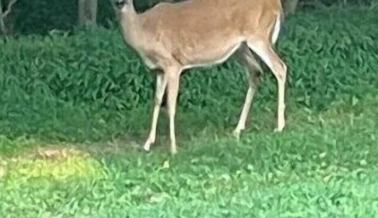 Photo of Others in Candler