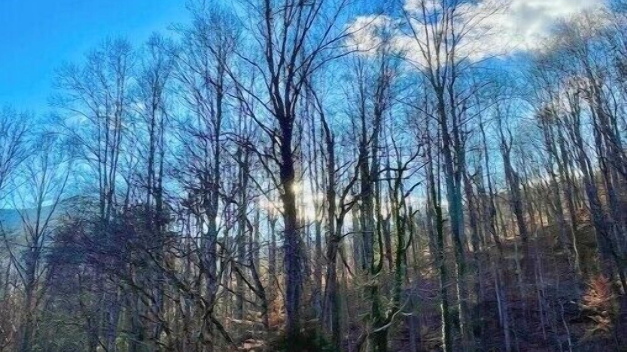 Photo of Outdoor in Candler