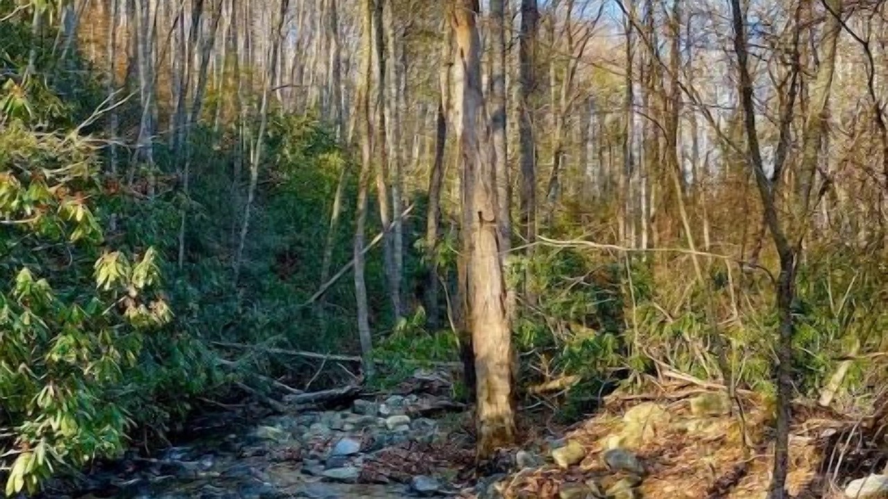 Photo of Others in Candler