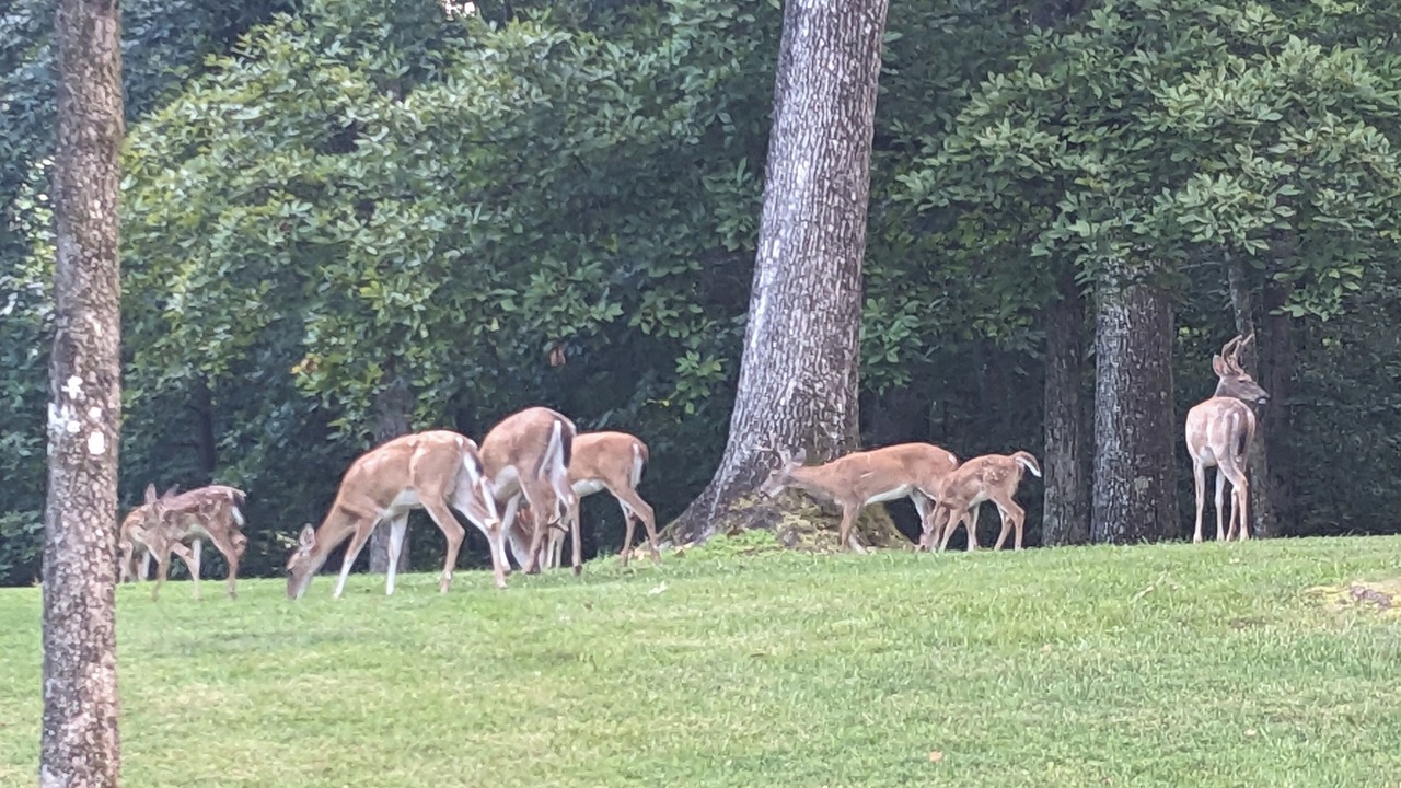 Photo of Others in Oak Grove
