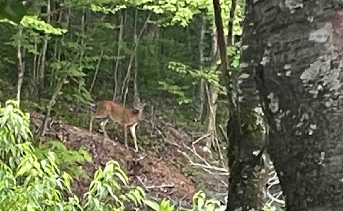 Photo of Others in Sugar Mountain