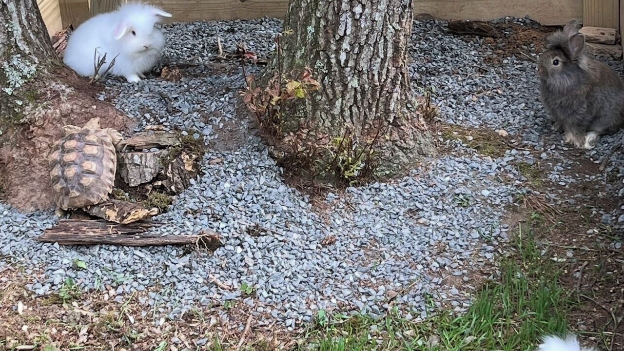 Photo of Outdoor in Piney Creek