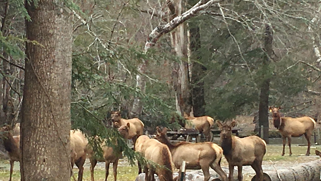 Photo of Others in Cherokee