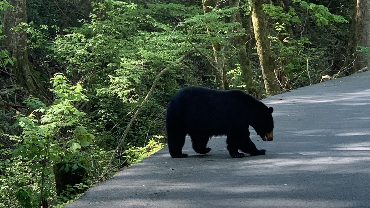 Photo of Others in Black Bear Falls