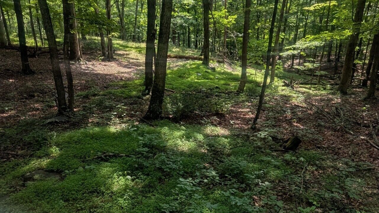 Photo of Others in Berkeley Springs